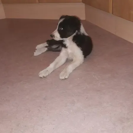 בקתה Klenig Hof *