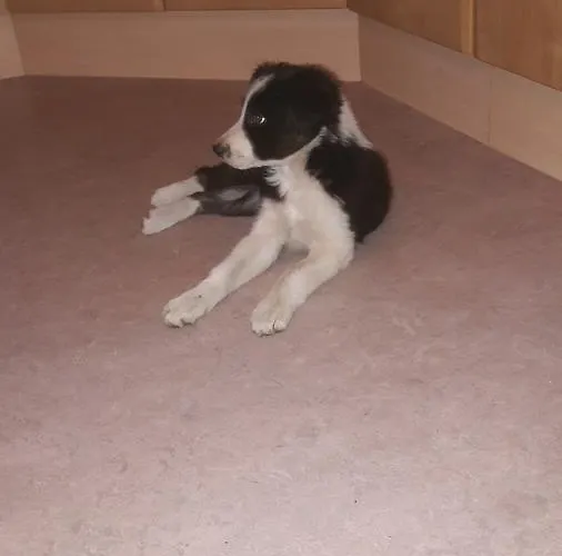 Horská chata Klenig Hof *